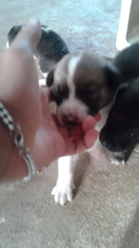 Cachorro ra a INDEFINIDA idade Abaixo de 2 meses nome S/NOME