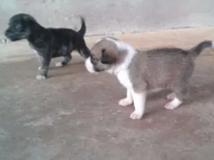 Cachorro raça INDEFINIDA idade Abaixo de 2 meses nome S/NOME