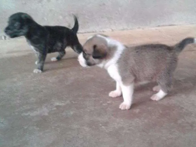 Cachorro ra a INDEFINIDA idade Abaixo de 2 meses nome S/NOME