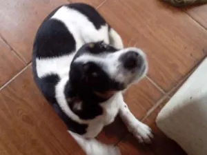 Cachorro raça Mistura com beagle idade 2 a 6 meses nome Hana
