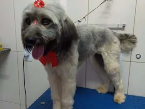 Cachorro raça Mestiça idade 1 ano nome Sem nome