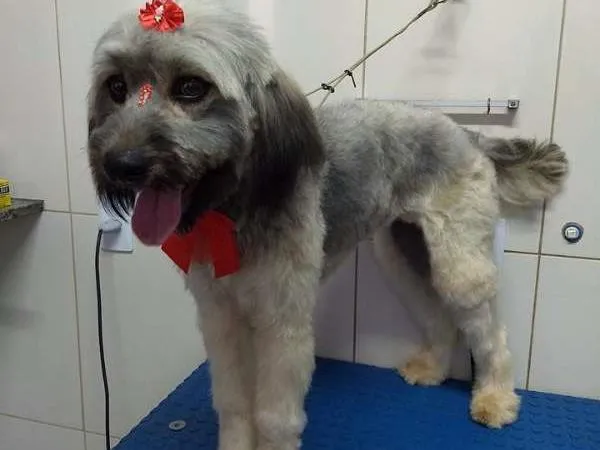 Cachorro ra a Mestiça idade 1 ano nome Sem nome