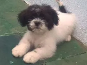 Cachorro raça Lhasa Apso idade 7 a 11 meses nome Vader