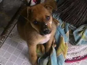 Cachorro raça vira lata idade Abaixo de 2 meses nome sem nome