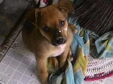 Cachorro ra a vira lata idade Abaixo de 2 meses nome sem nome