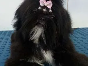 Cachorro raça Shitzu idade 2 anos nome Coca