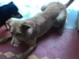 Pipoca
