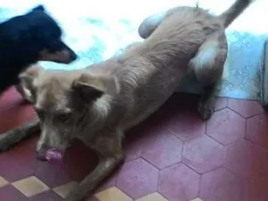 Cachorro raça vira lata idade 2 a 6 meses nome Pipoca