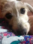 Formiga
