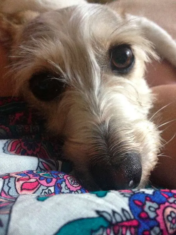 Cachorro ra a SRD idade 4 anos nome Formiga