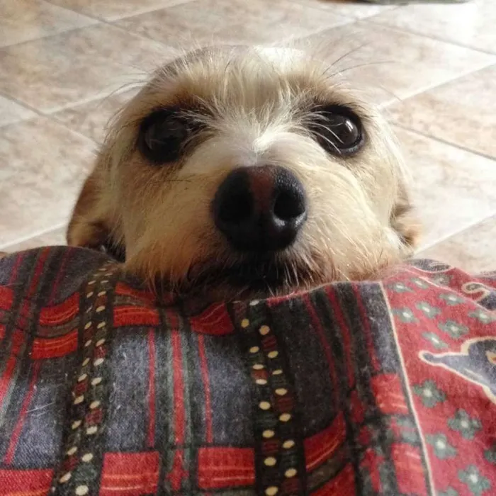 Cachorro ra a SRD idade 4 anos nome Formiga