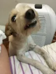 Formiga