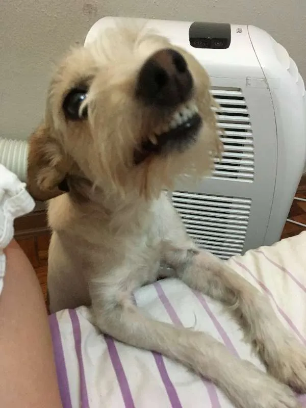 Cachorro ra a SRD idade 4 anos nome Formiga