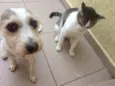 Formiga