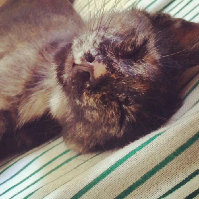 Gato raça vl idade 2 a 6 meses nome Raspadinha