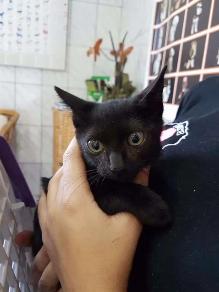 Gato ra a SRD idade 2 a 6 meses nome Pretinho 