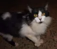 desconhecido