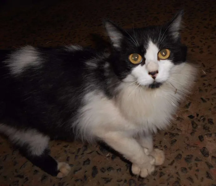 Gato ra a desconhecida idade  nome desconhecido