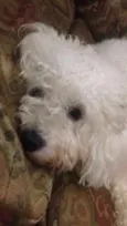 Luma