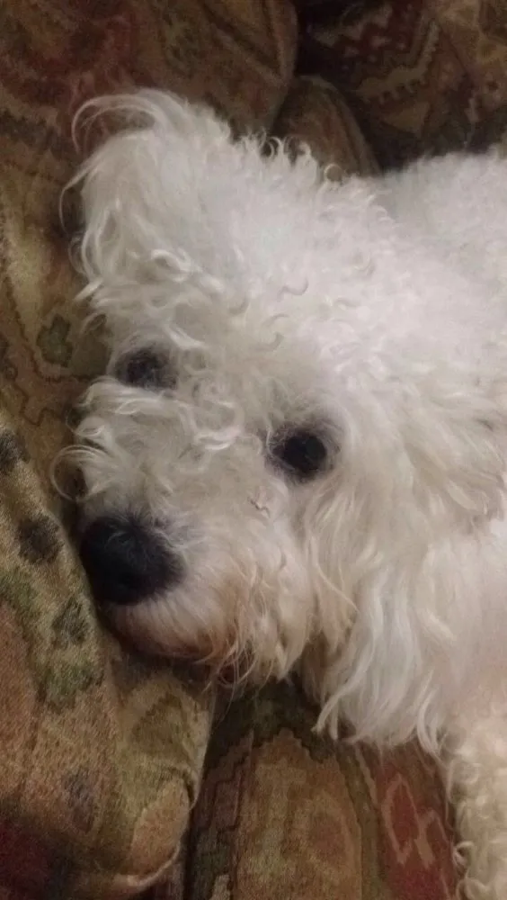 Cachorro raça poodle idade  nome Luma