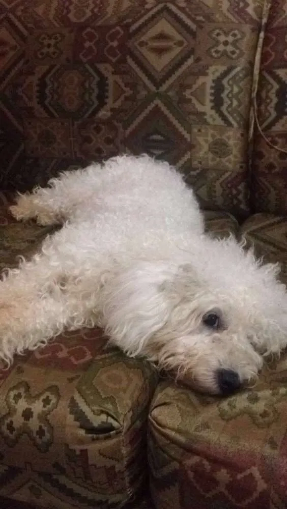 Cachorro raça poodle idade  nome Luma