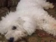 Luma