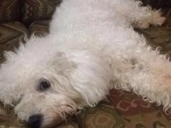 Cachorro raça poodle idade  nome Luma