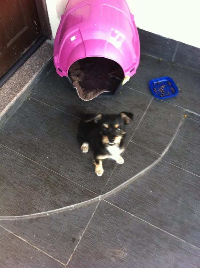 Cachorro ra a Misturado idade 2 a 6 meses nome Ella