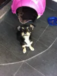 Ella