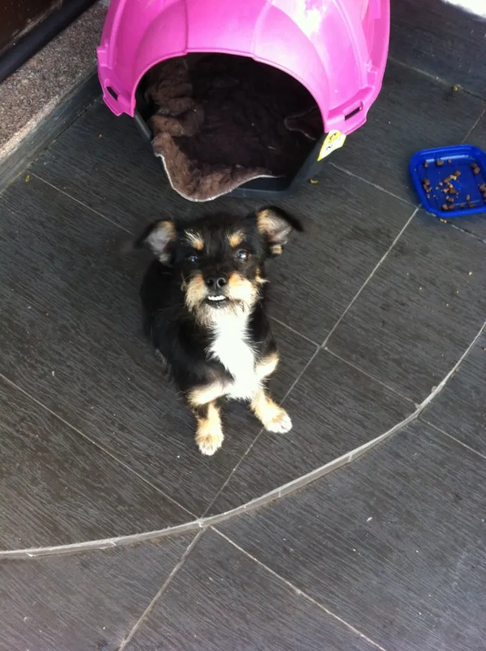 Cachorro ra a Misturado idade 2 a 6 meses nome Ella