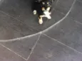 Ella
