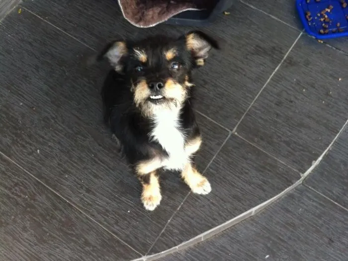 Cachorro ra a Misturado idade 2 a 6 meses nome Ella