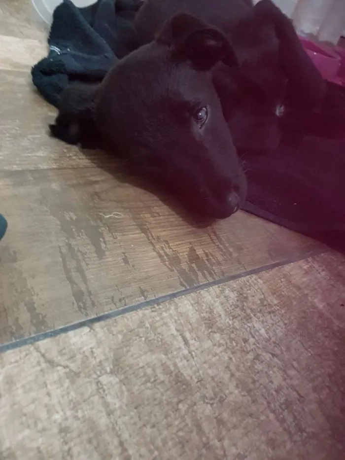 Cachorro ra a Vira lata idade 2 a 6 meses nome Amy