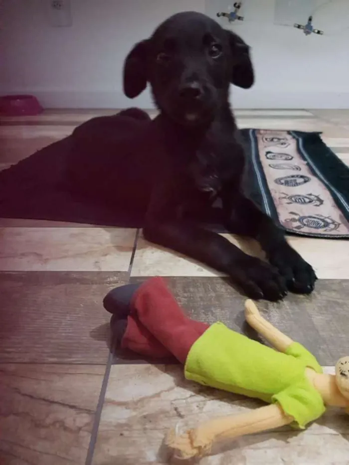 Cachorro ra a Vira lata idade 2 a 6 meses nome Amy
