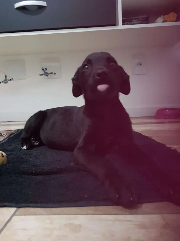 Cachorro ra a Vira lata idade 2 a 6 meses nome Amy