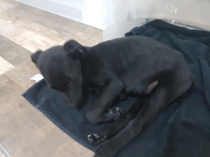 Cachorro ra a Vira lata idade 2 a 6 meses nome Amy