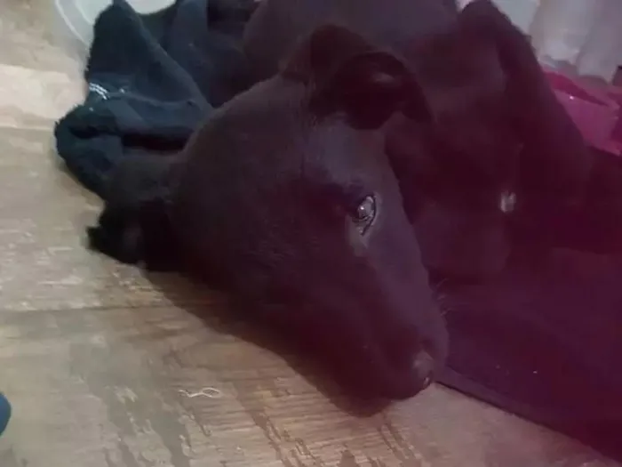 Cachorro ra a Vira lata idade 2 a 6 meses nome Amy
