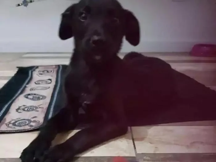 Cachorro ra a Vira lata idade 2 a 6 meses nome Amy