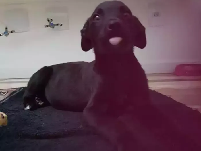 Cachorro ra a Vira lata idade 2 a 6 meses nome Amy