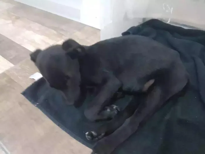 Cachorro ra a Vira lata idade 2 a 6 meses nome Amy