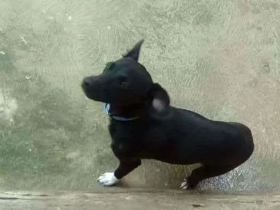 Cachorro ra a  idade 7 a 11 meses nome bill