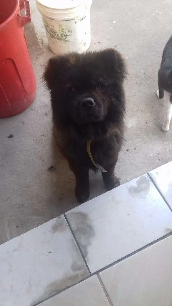 Cachorro raça Chow chow idade 2 a 6 meses nome Chow chow