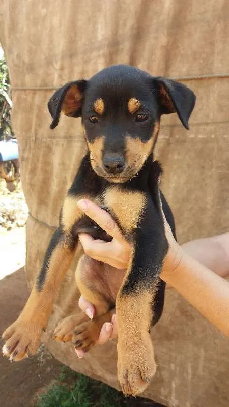 Cachorro ra a Sem raça definida idade 2 a 6 meses nome Doações filhotes