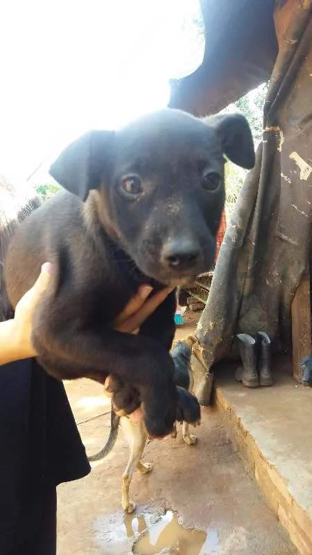 Cachorro ra a Sem raça definida idade 2 a 6 meses nome Doações filhotes