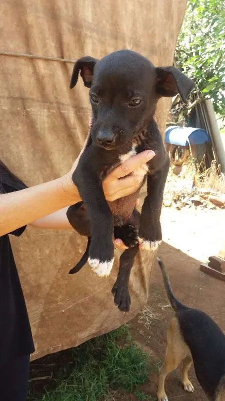 Cachorro ra a Sem raça definida idade 2 a 6 meses nome Doações filhotes