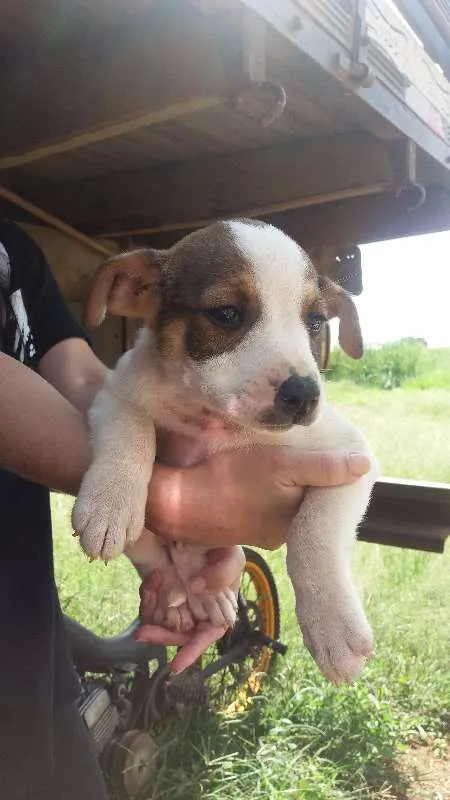 Cachorro ra a Sem raça definida idade 2 a 6 meses nome Doações filhotes