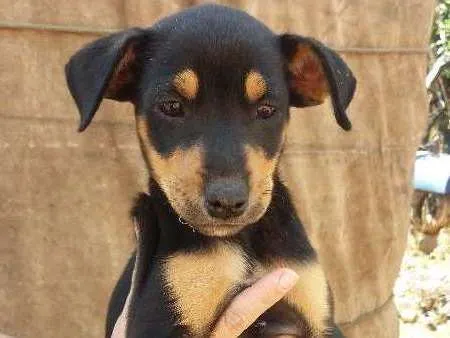 Cachorro ra a Sem raça definida idade 2 a 6 meses nome Doações filhotes