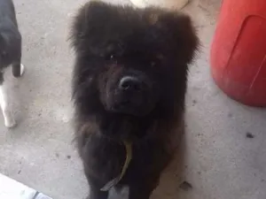 Cachorro raça Chow chow idade 2 a 6 meses nome Chow chow