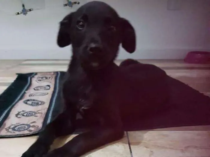 Cachorro ra a Vira lata idade 2 a 6 meses nome Amy