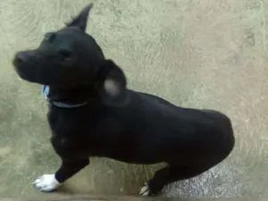 Cachorro raça  idade 7 a 11 meses nome bill